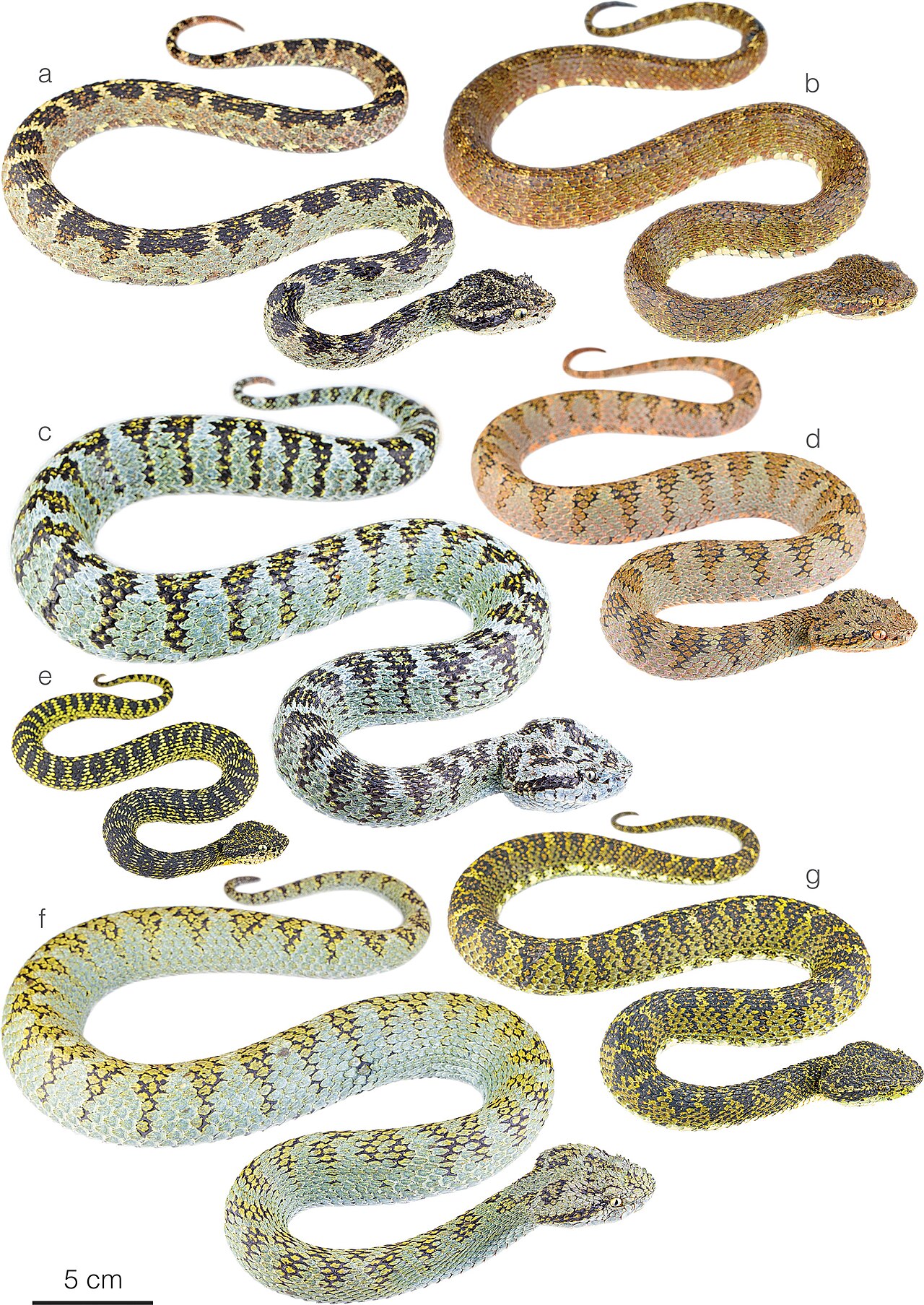 Eyelash Viper reference