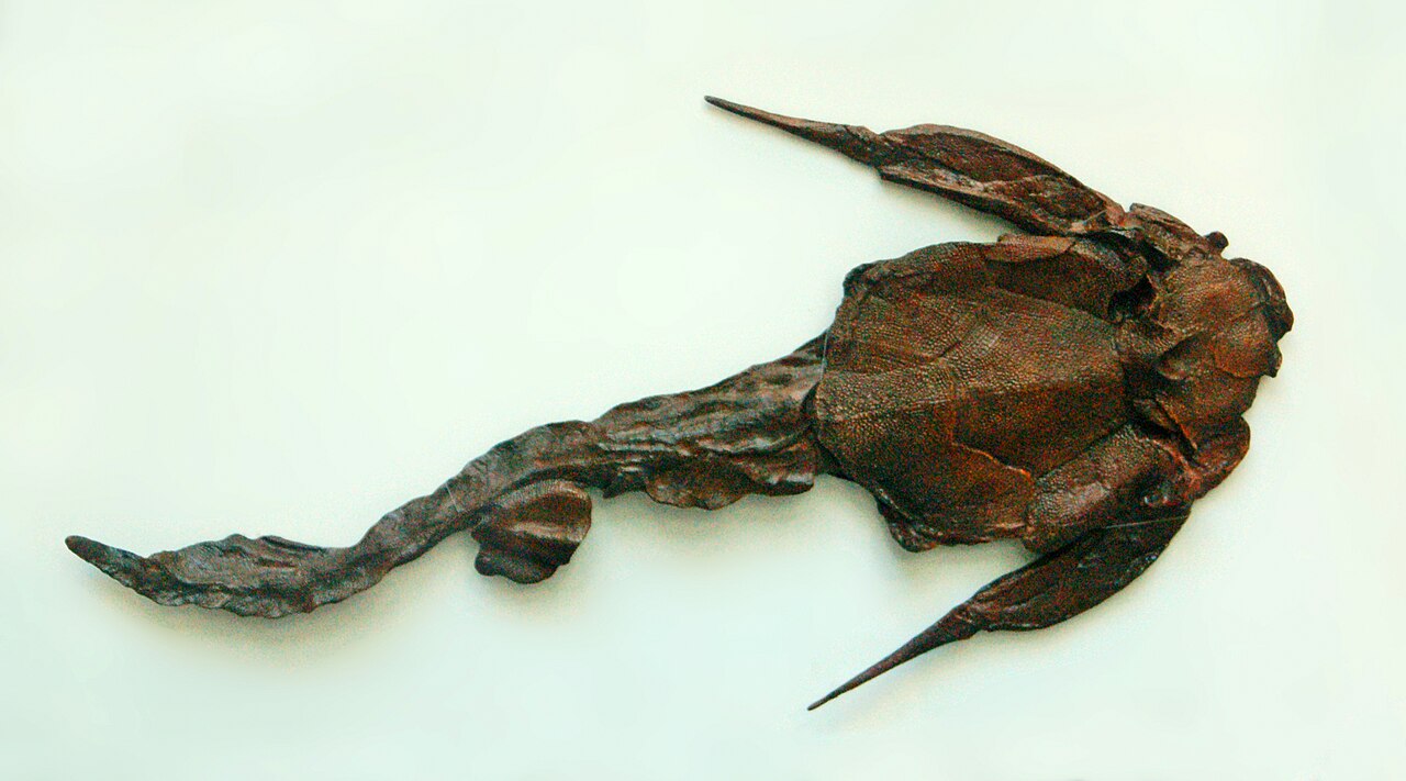 Bothriolepis canadensis reference