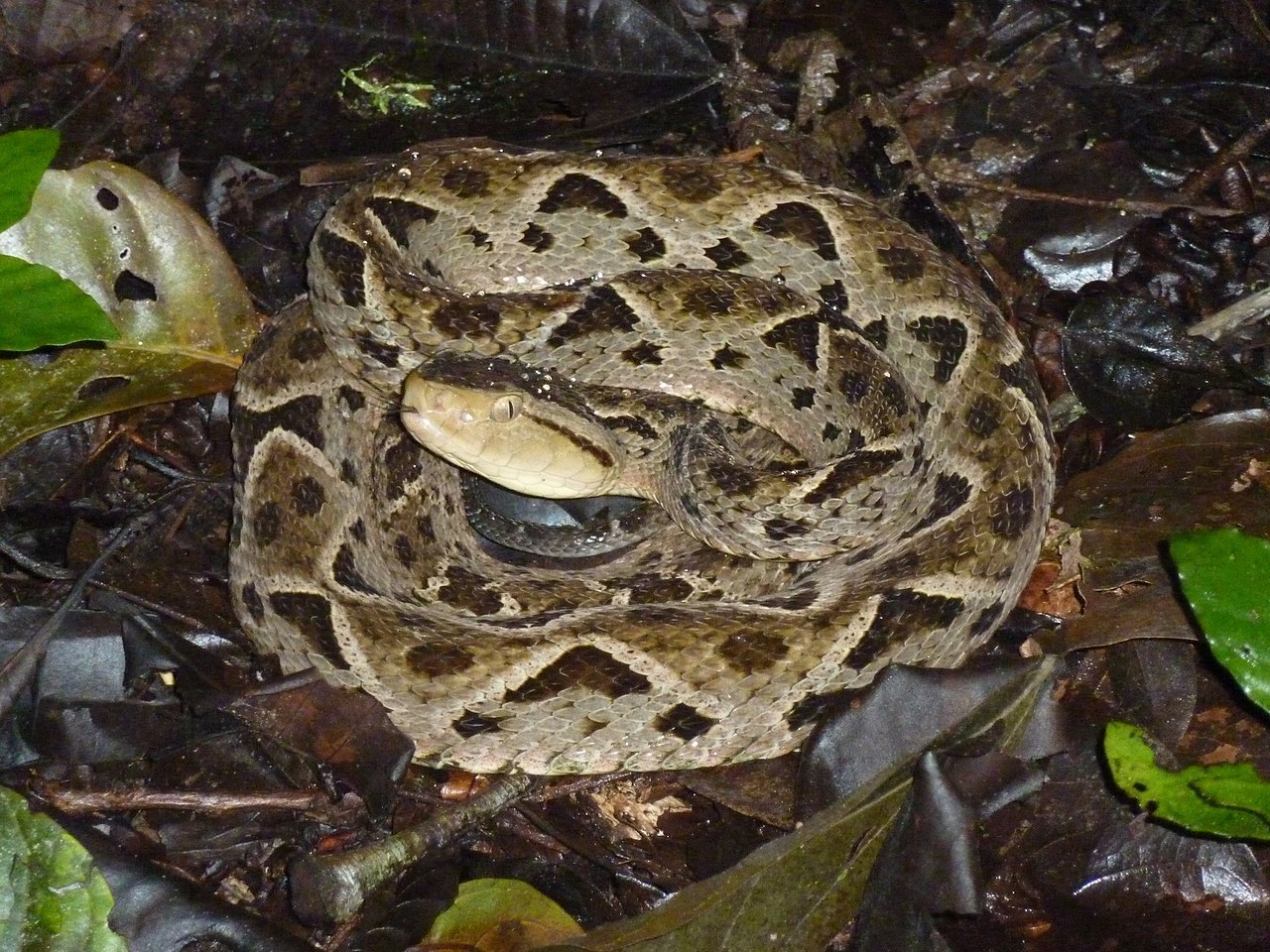 Terciopelo reference