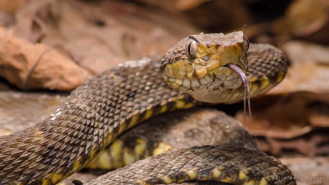 Bothrops atrox reference