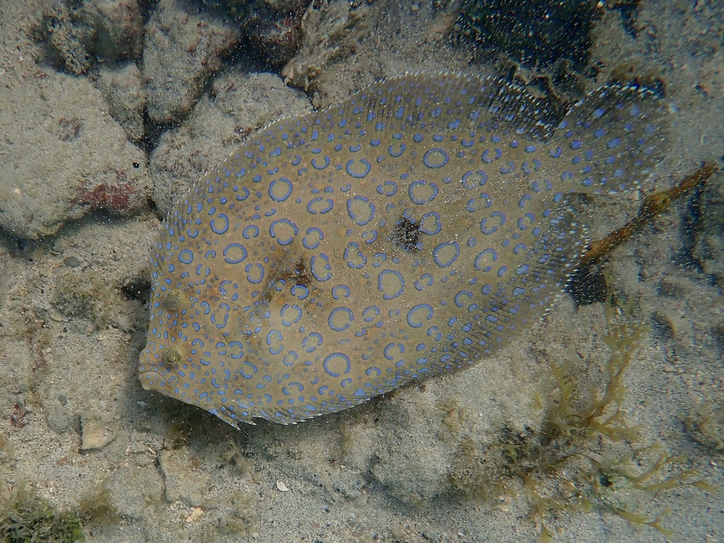 Atlantic Peacock Flounder reference