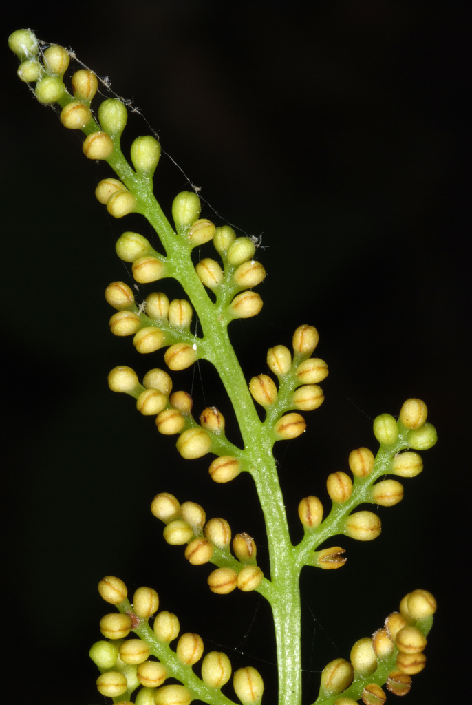 Rattlesnake Fern reference