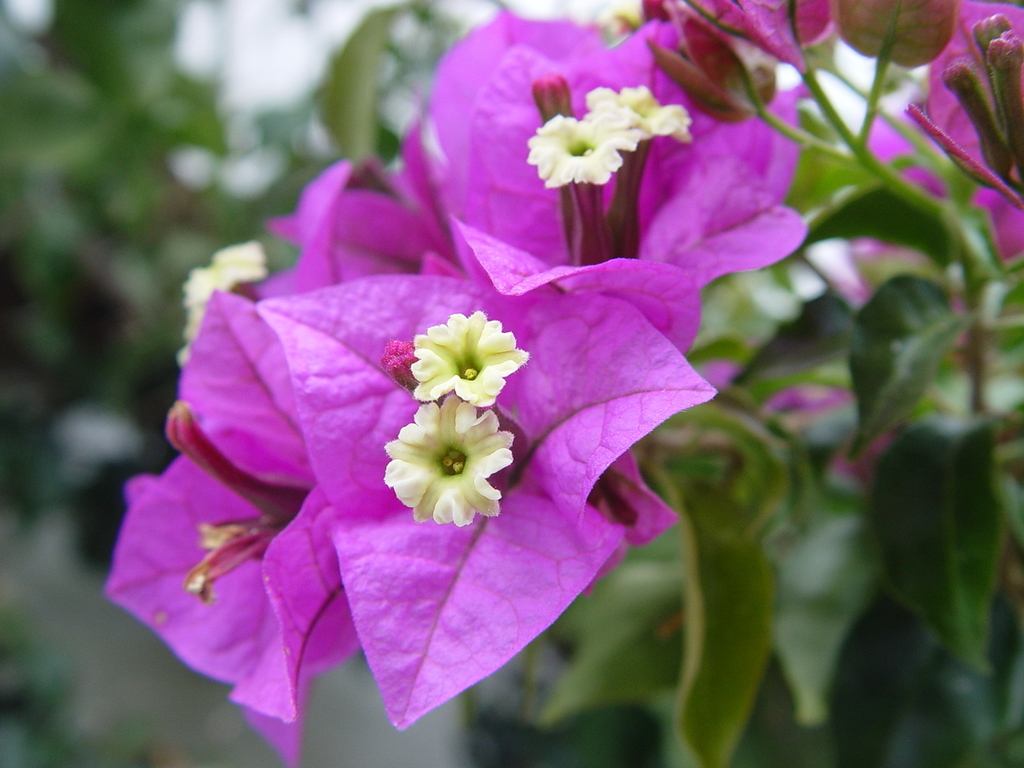 lesser bougainvillea reference