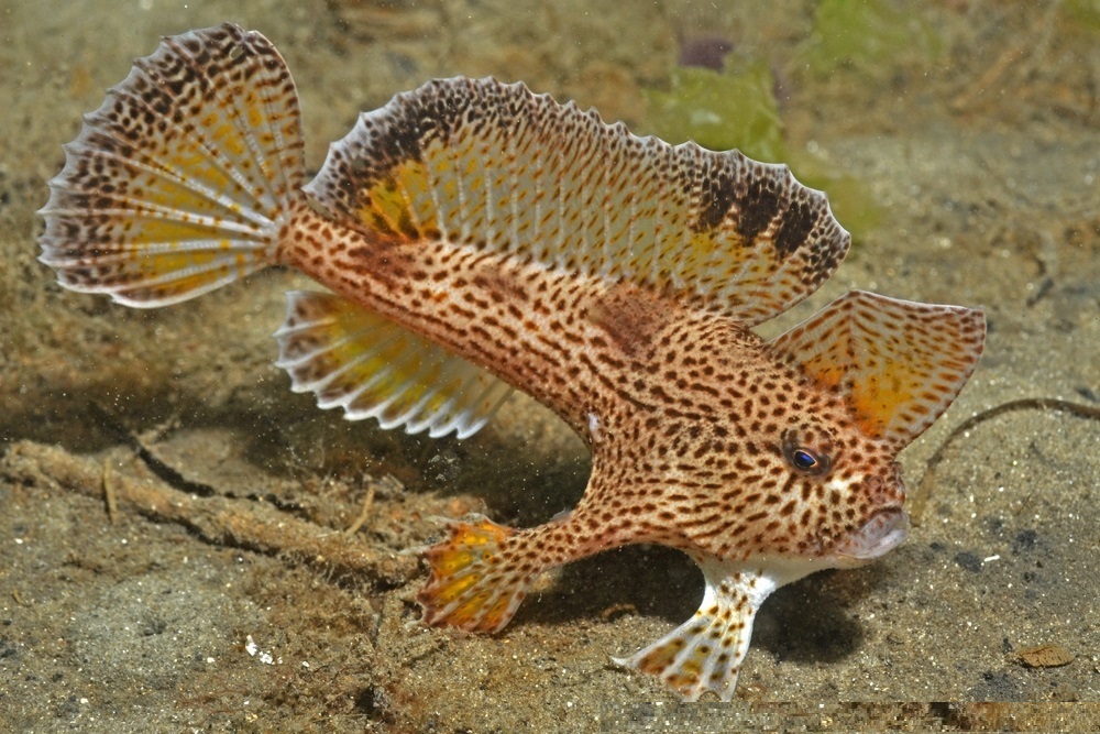 Spotted Handfish reference
