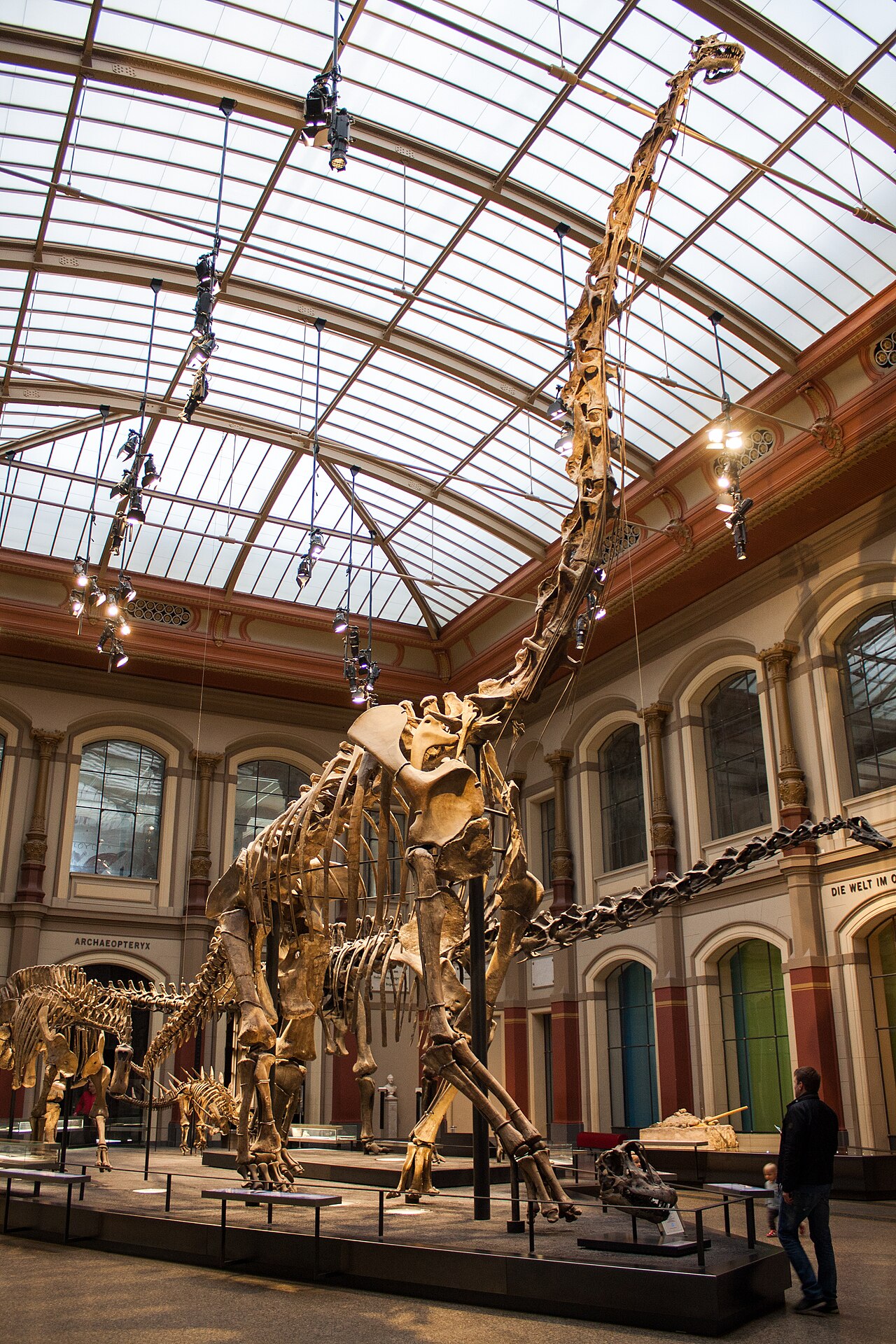 Giraffatitan reference