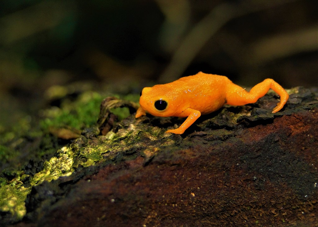 Pumpkin Toadlet reference
