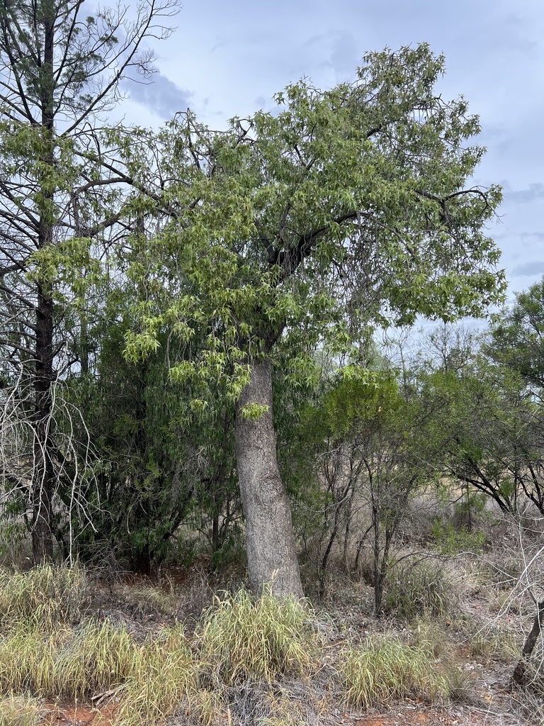 kurrajong reference