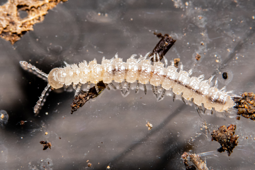 Compact Flat-backed Millipede reference