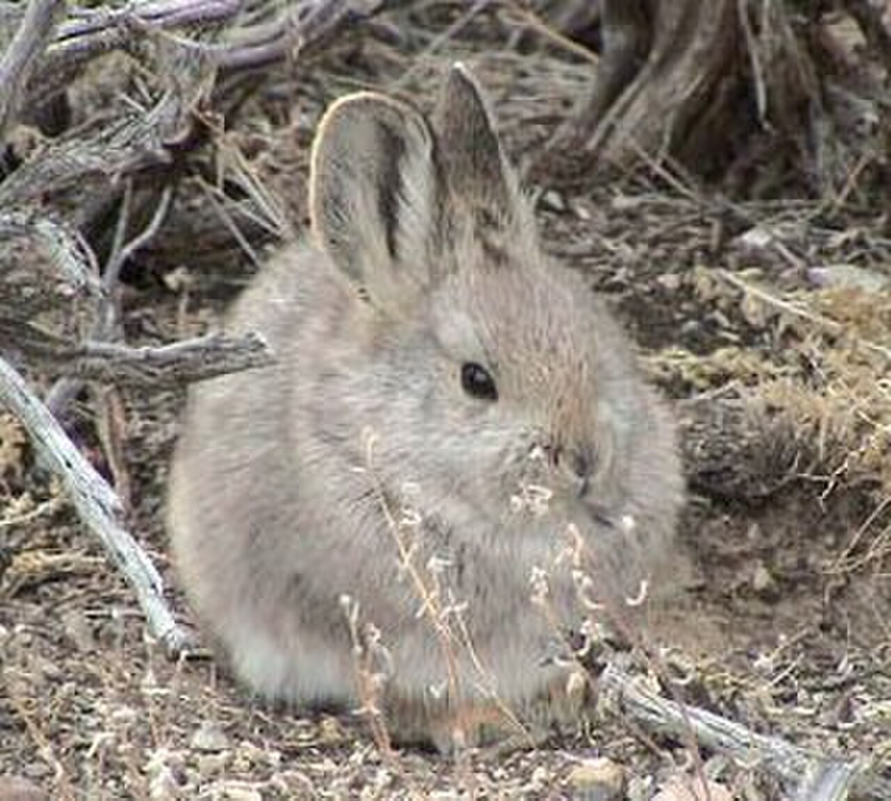 Pygmy Rabbit reference
