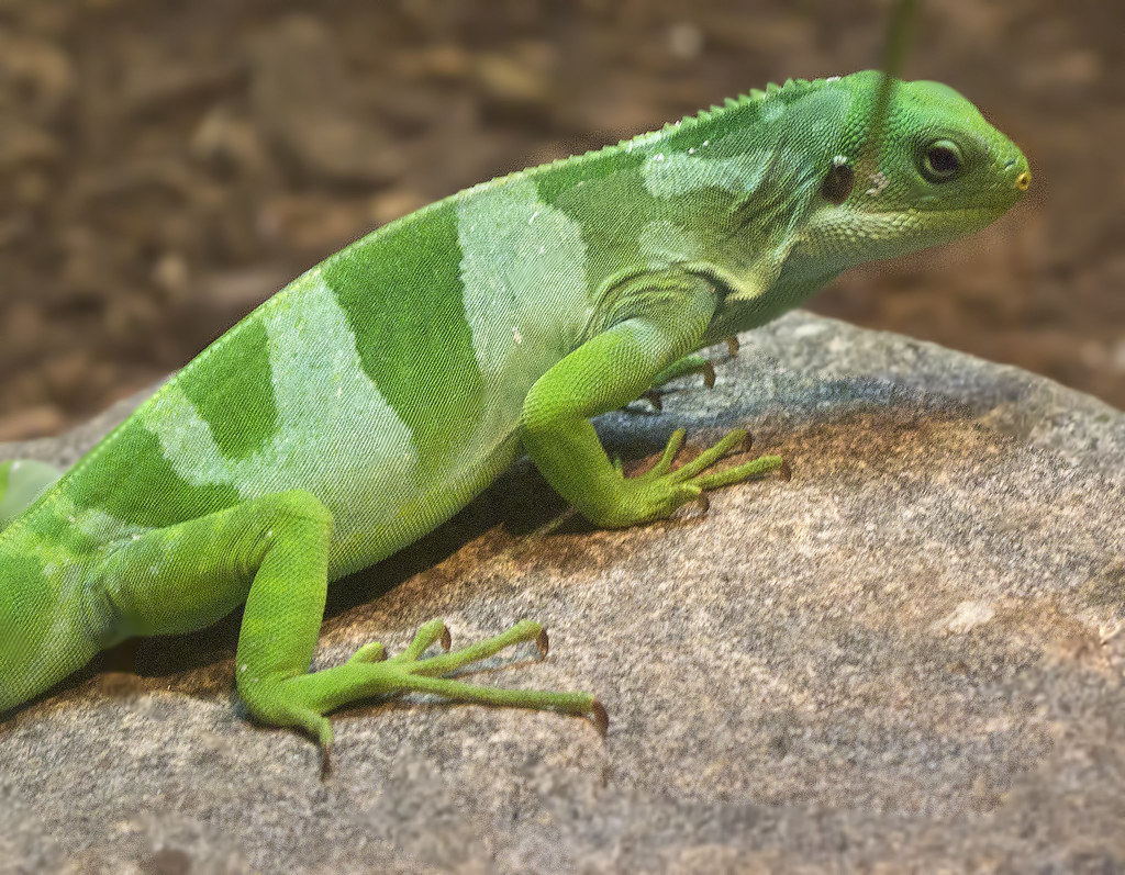 Fiji Banded Iguana reference