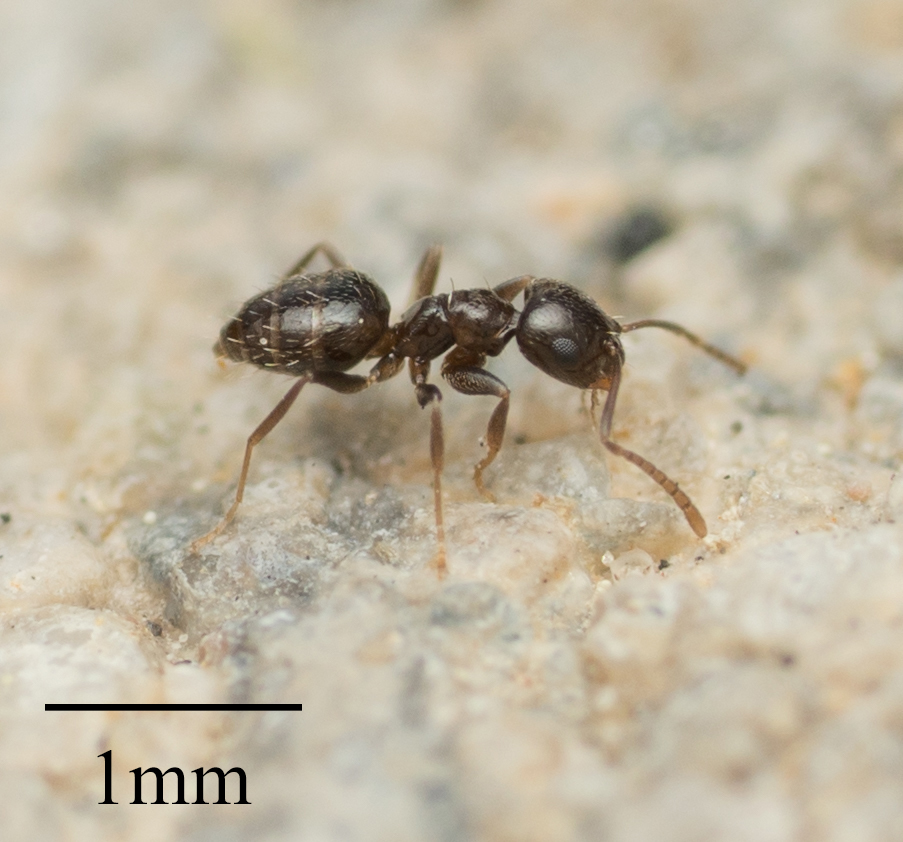 Dark Rover Ant reference