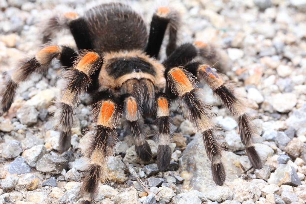 Mexican Orangeknee Tarantula reference