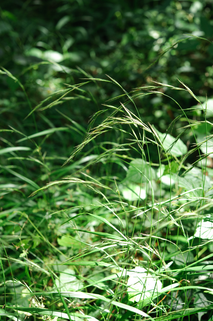 Slender False Brome reference