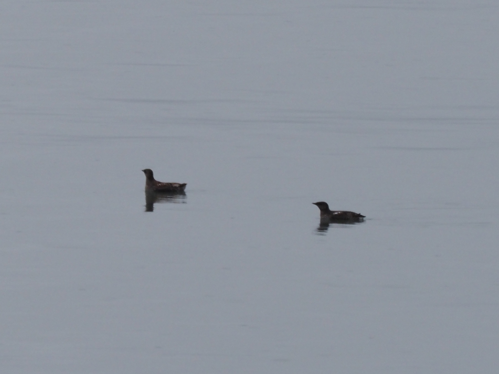 Marbled Murrelet reference