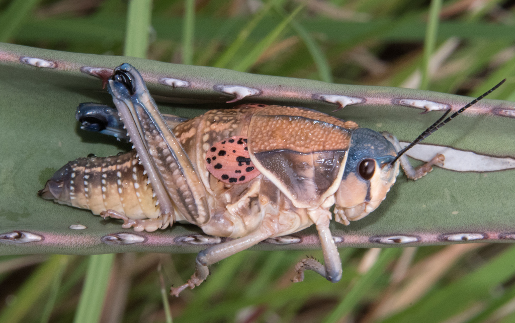 Plains Lubber Grasshopper reference