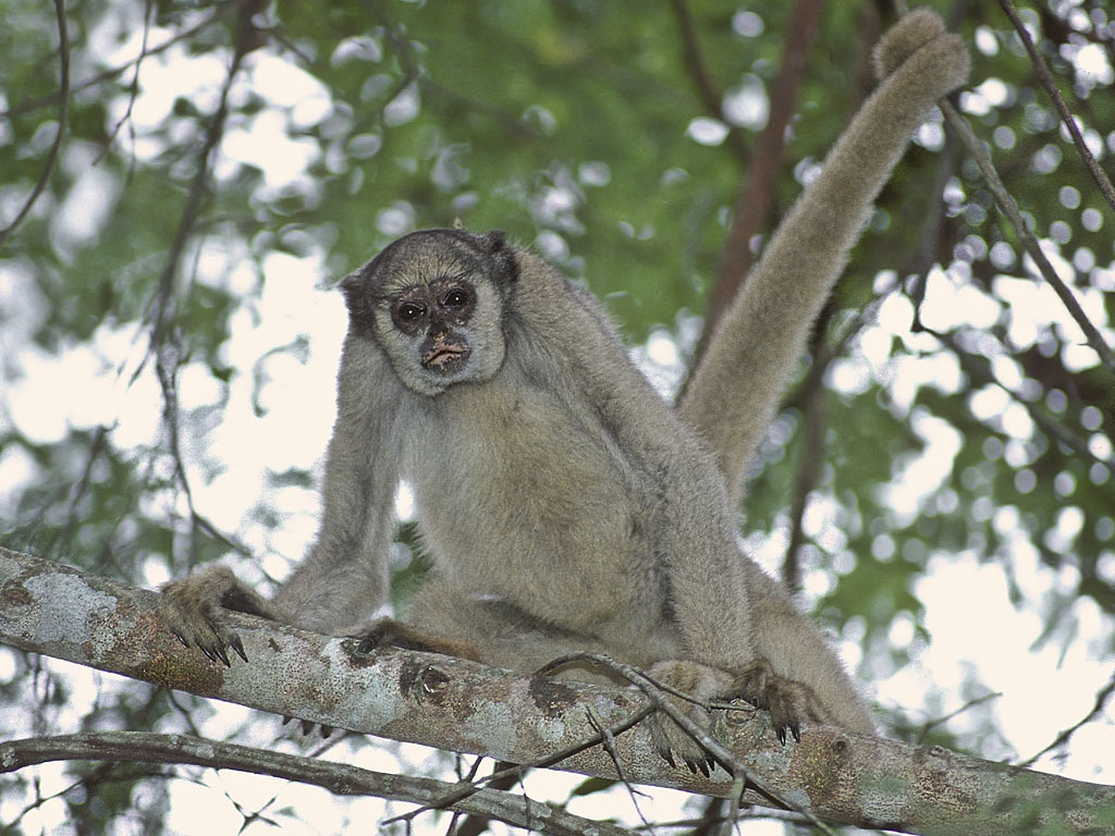 Southern Muriqui reference