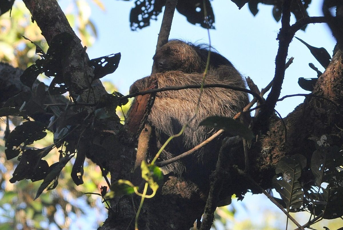 Maned Sloth reference