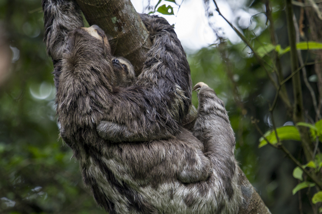 Brown-throated Sloth reference