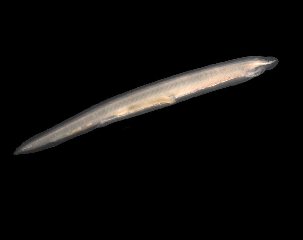 European Lancelet reference