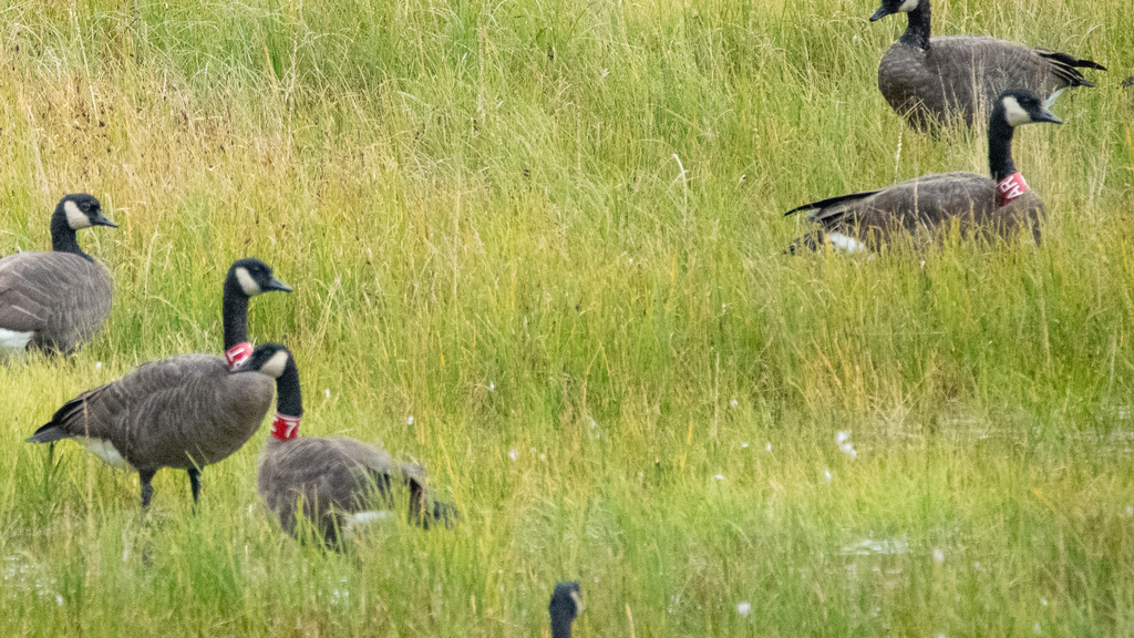 Dusky Canada Goose reference