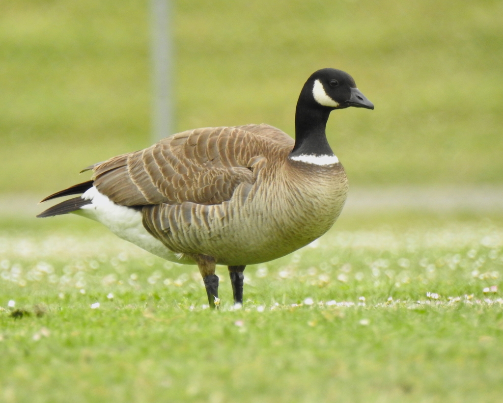 Cackling Goose reference
