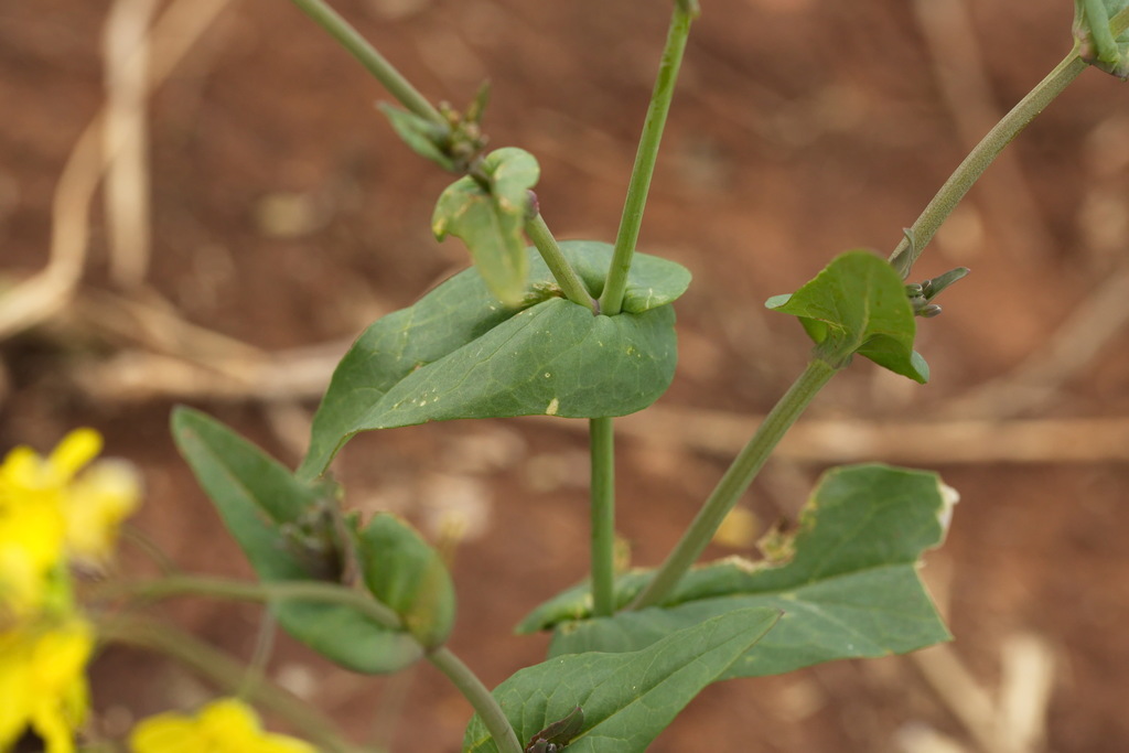 field mustard reference