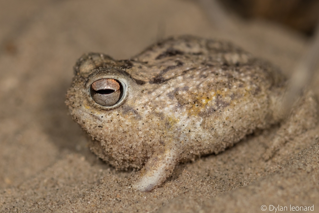 Desert Rain Frog reference