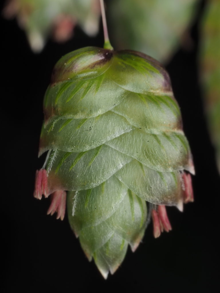 Greater Quaking Grass reference