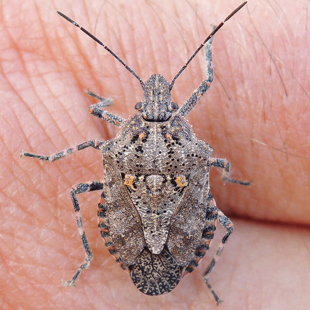 Four-humped Stink Bug reference