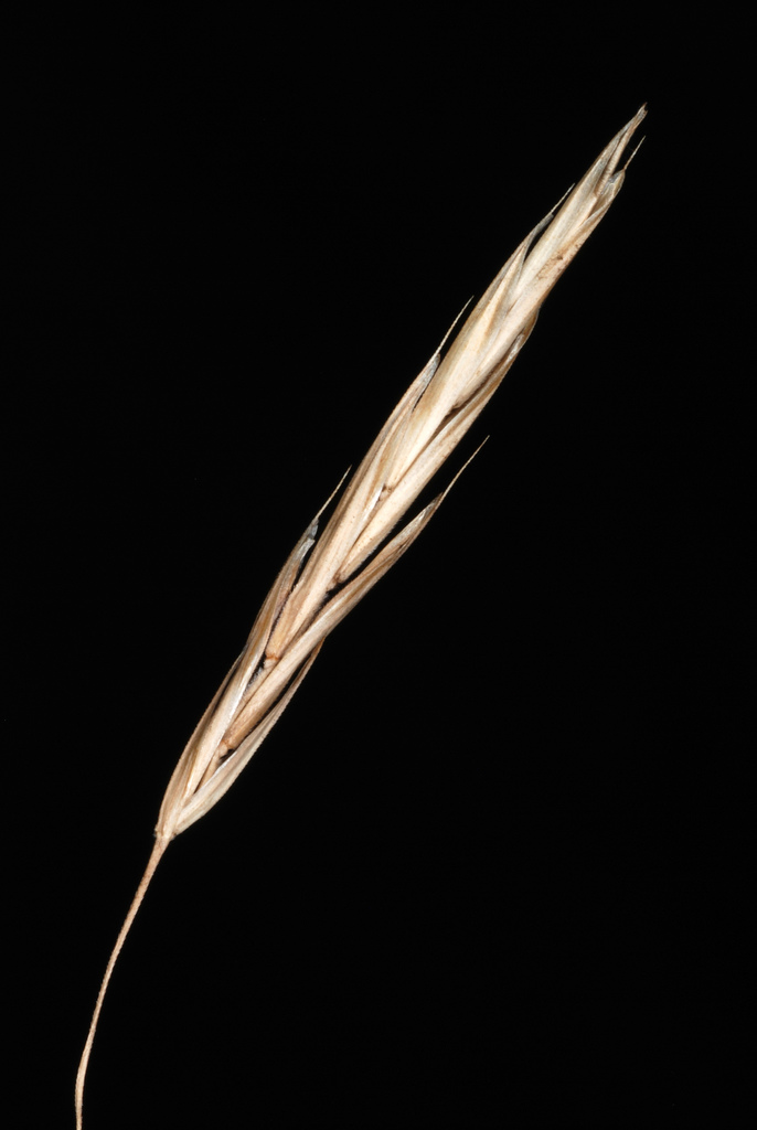 Smooth Brome reference