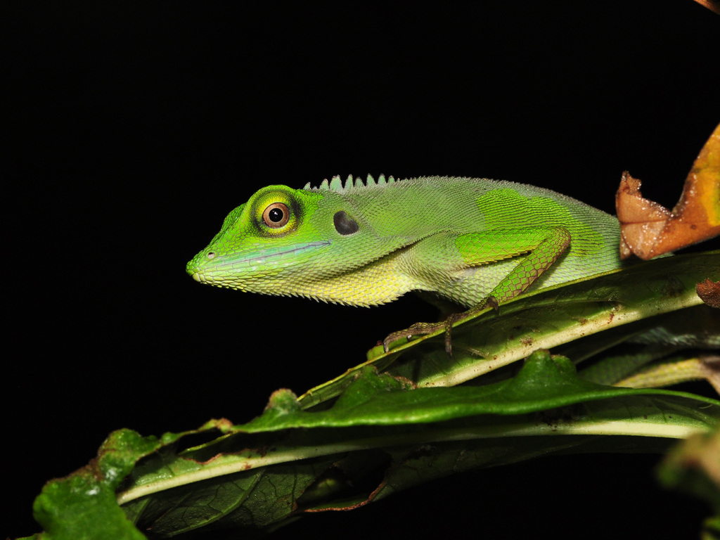 Green Crested Lizard reference