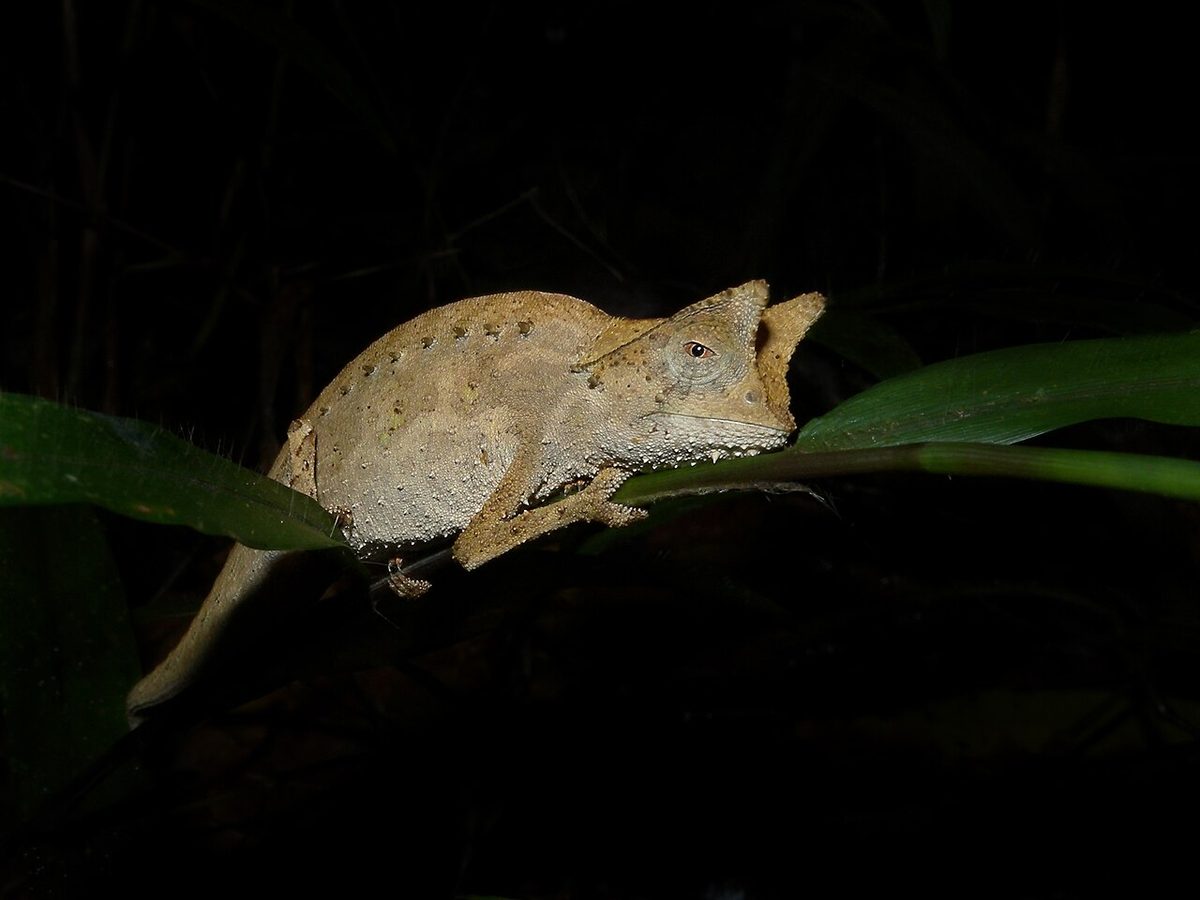 Nosy Hara Leaf Chameleon reference