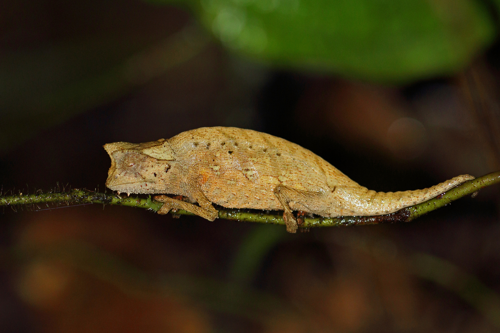Brown Leaf Chameleon reference