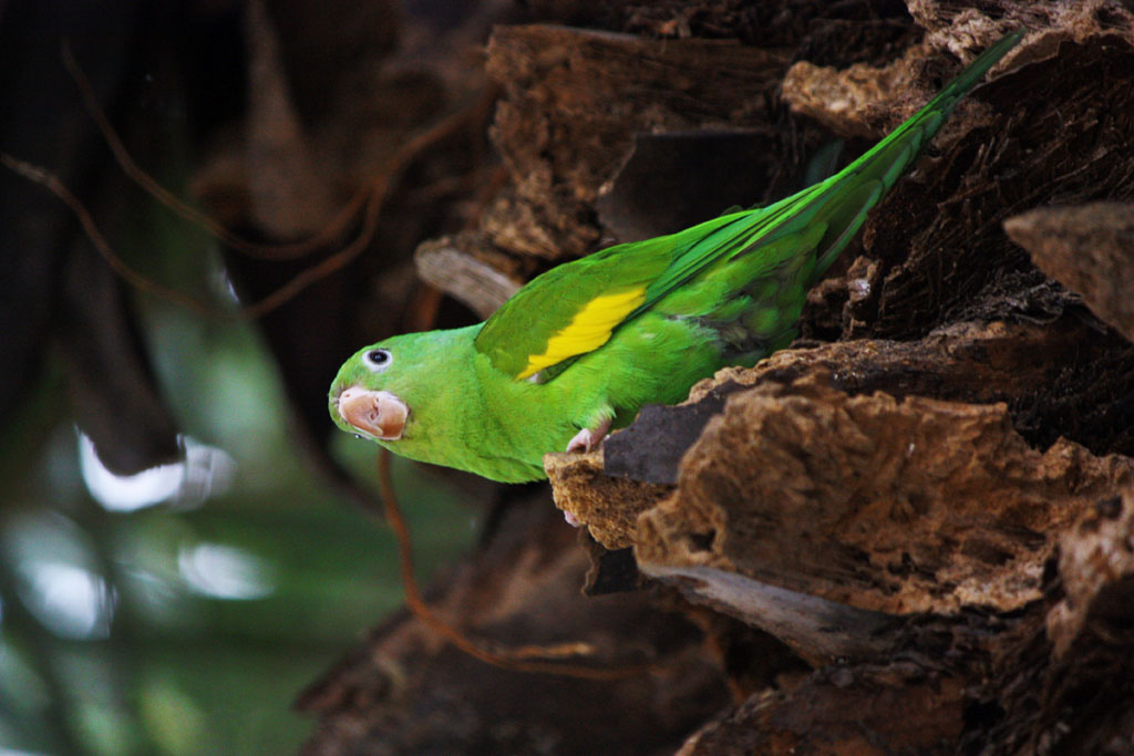 Yellow-chevroned Parakeet reference