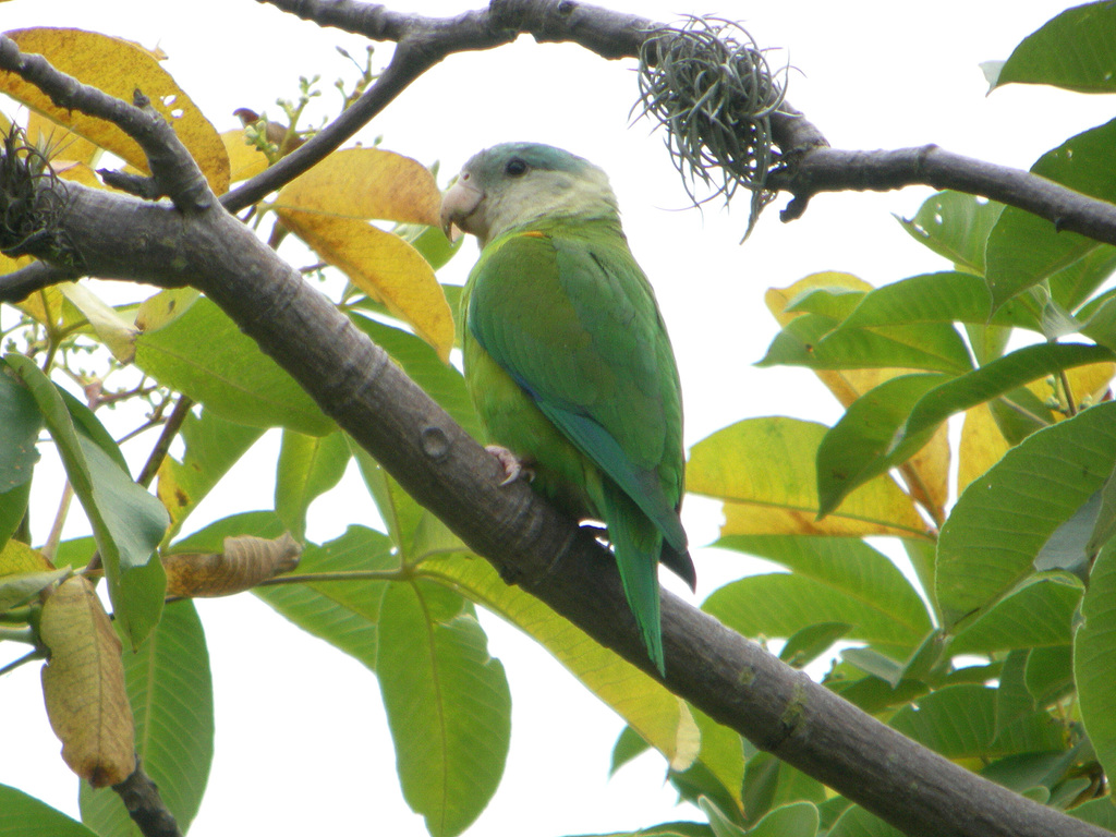 Gray-cheeked Parakeet reference