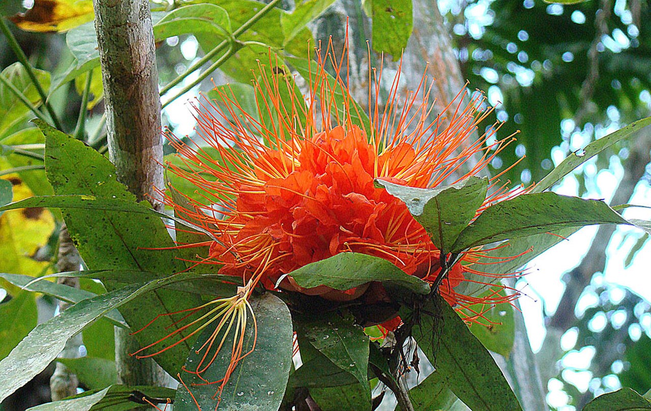 Flame Tree reference