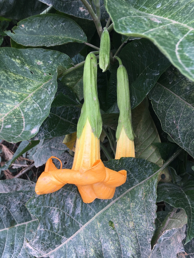 Golden Angel's Trumpet reference