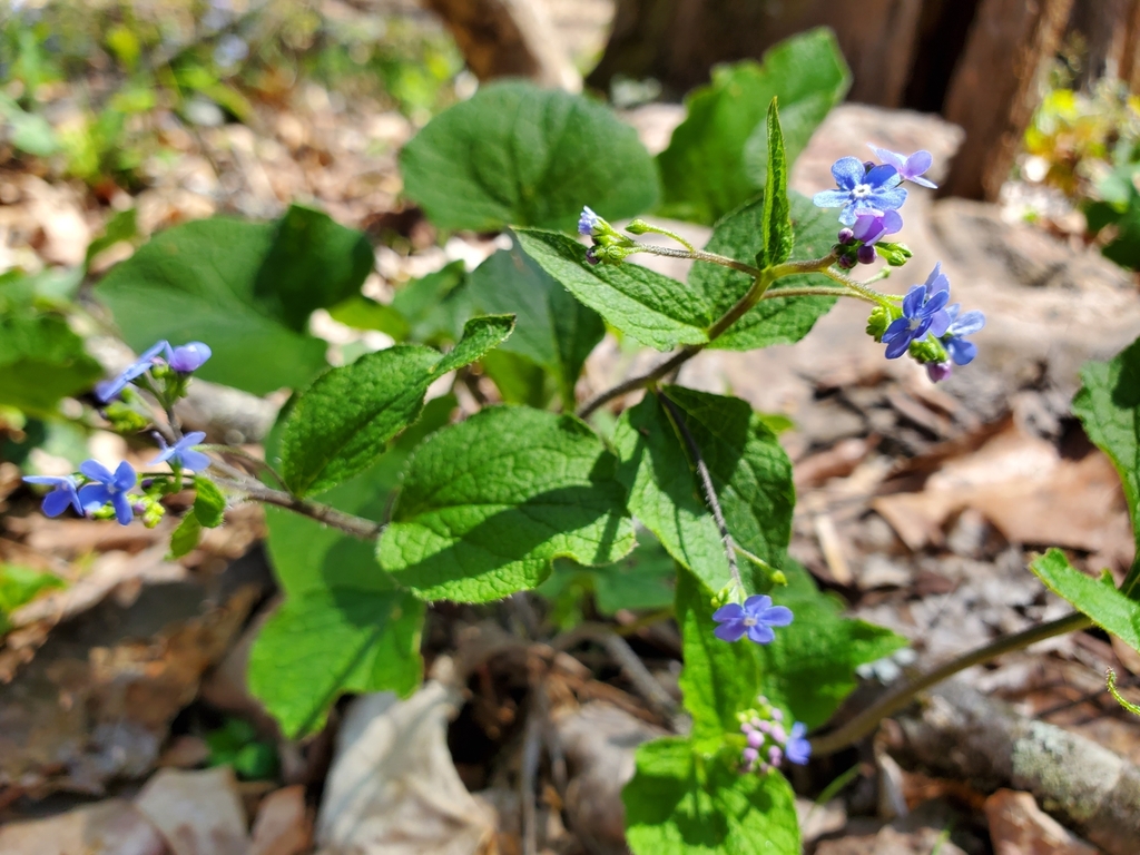 Siberian bugloss reference
