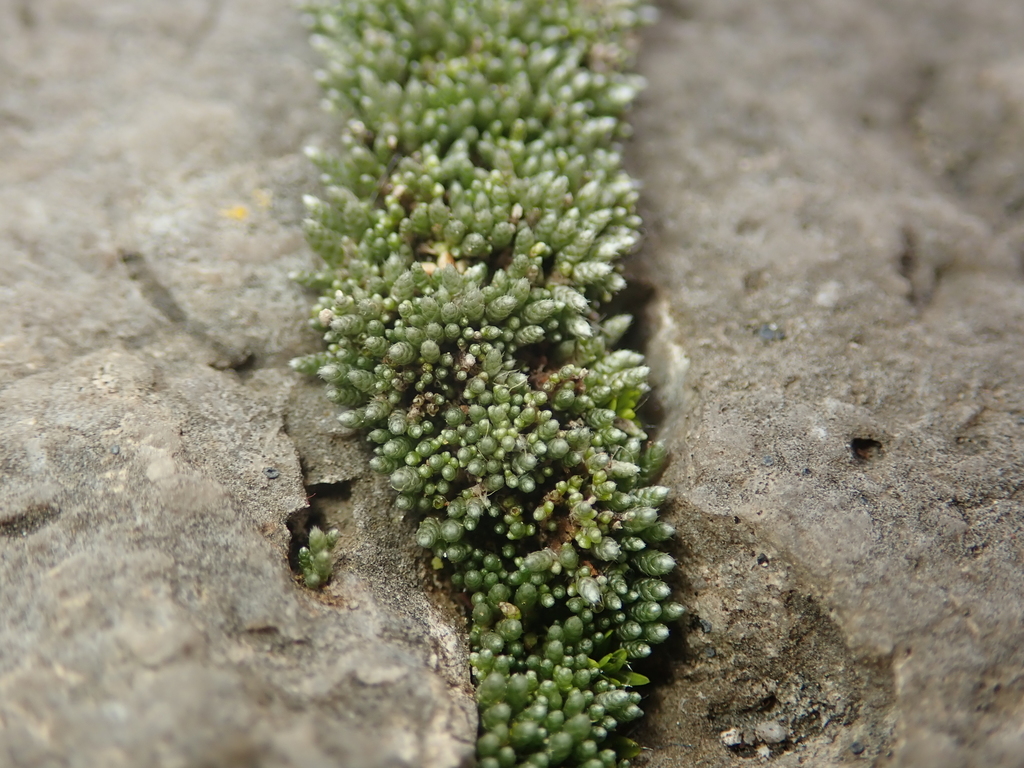 Common Moss reference