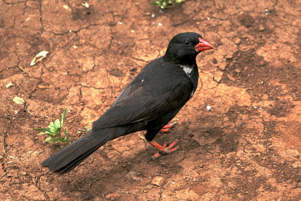 Red-billed Buffalo-Weaver reference