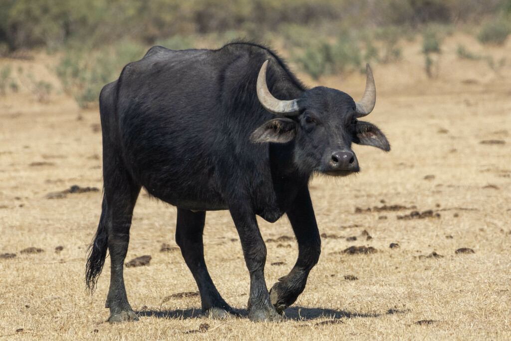 Domestic Water Buffalo reference