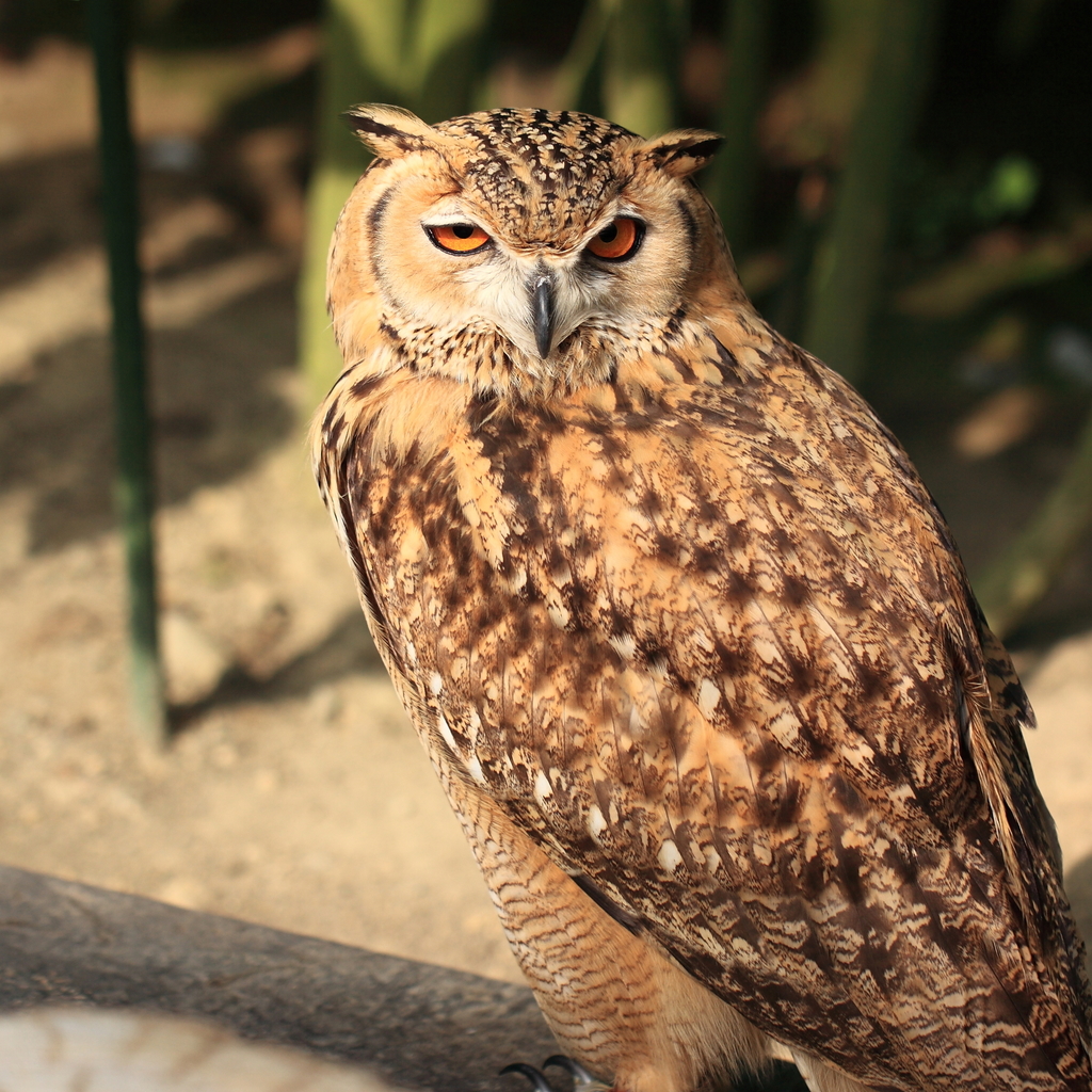Pharaoh Eagle-Owl reference