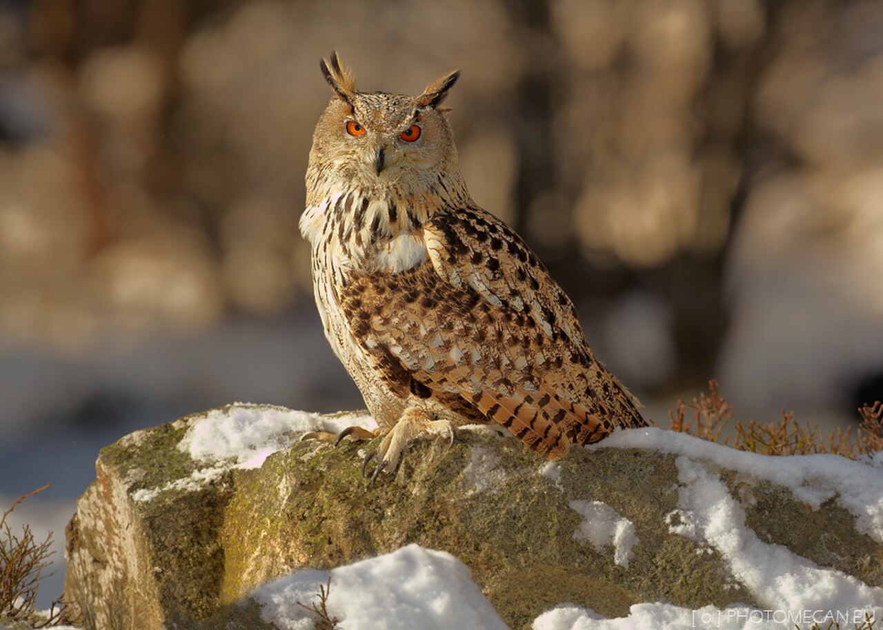 Eurasian Eagle-Owl reference