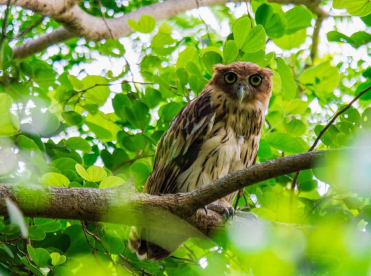 Philippine Eagle-Owl reference