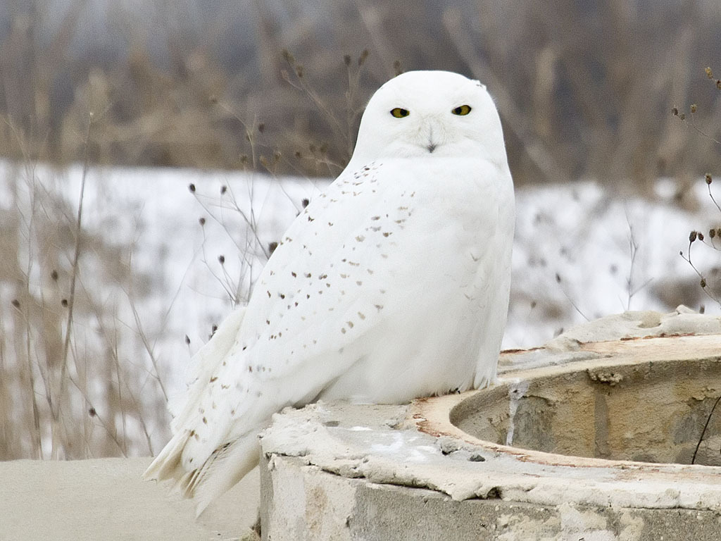 Snowy Owl reference