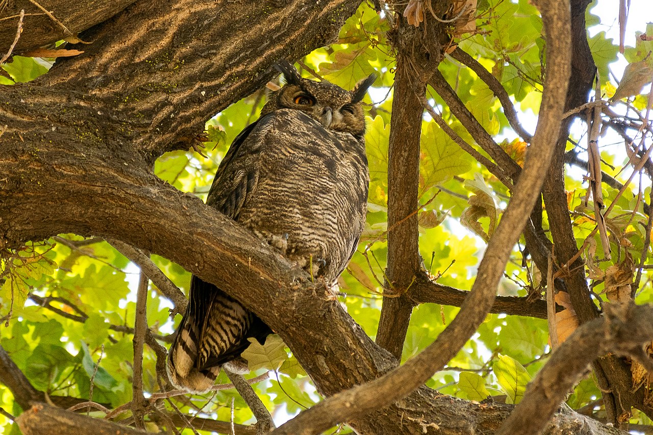 Magellanic Horned Owl reference