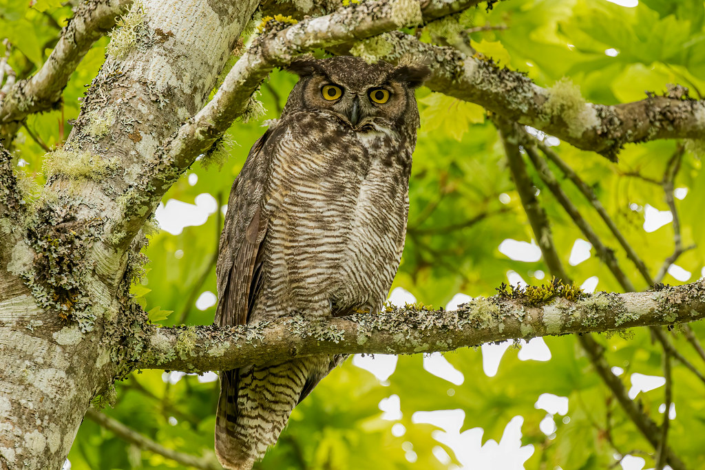 Great Horned Owl reference