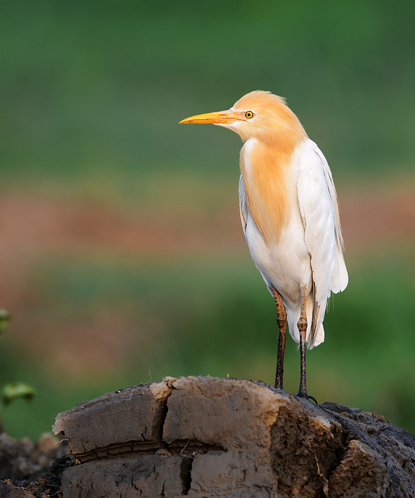 Bubulcus ibis reference