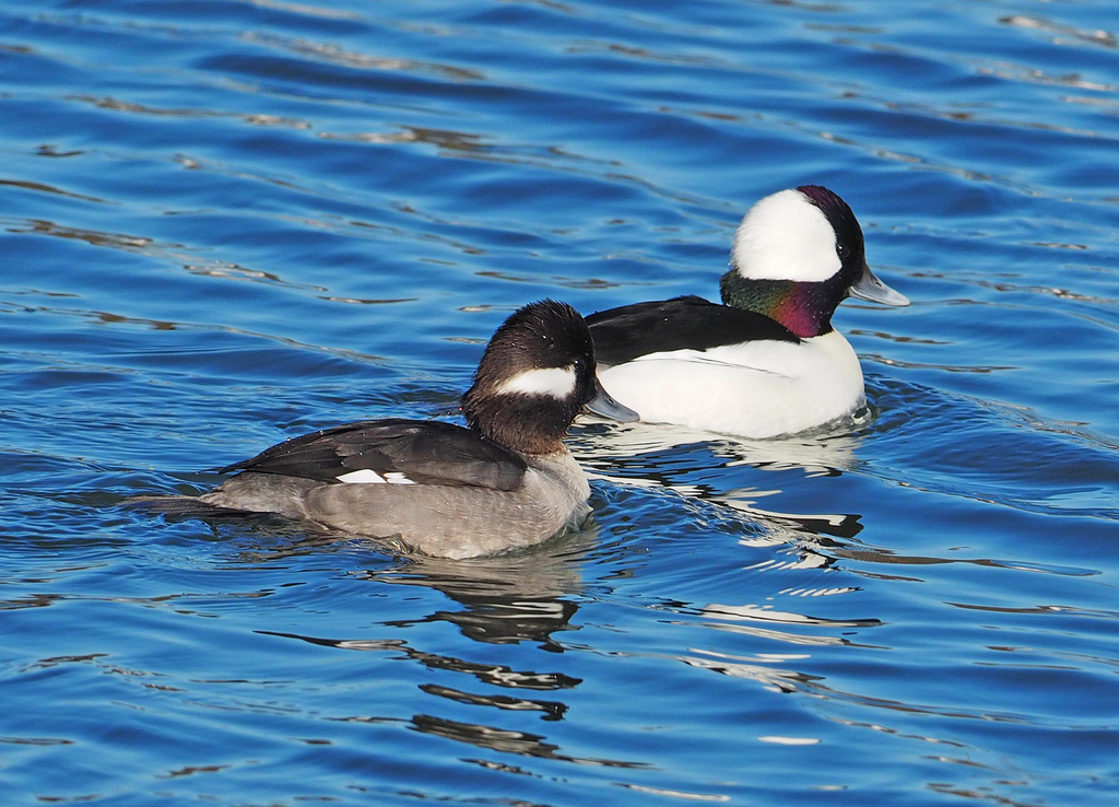 Bufflehead reference