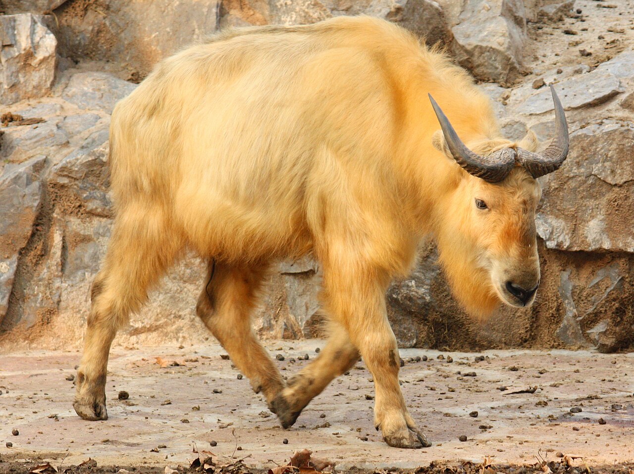 Golden Takin reference